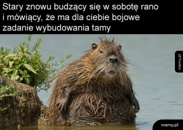 Bober