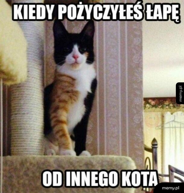 Kocyborg