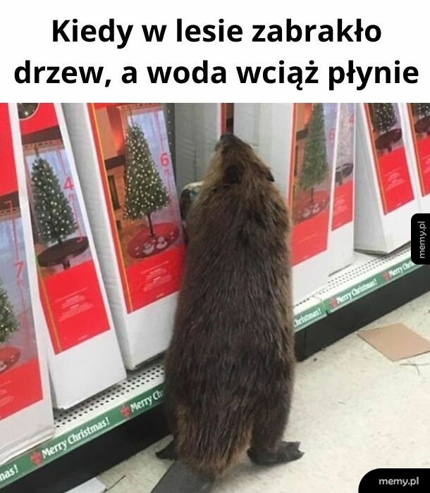 Bóbr