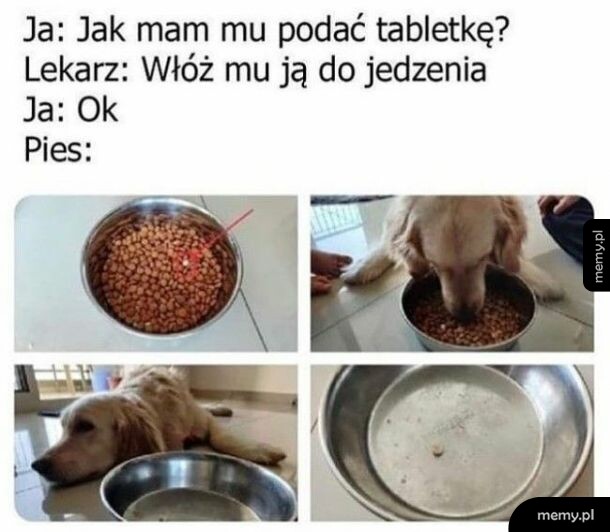 Pies mądrzejszy od właściciela