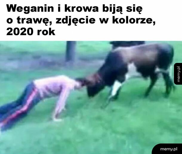 Bitwa