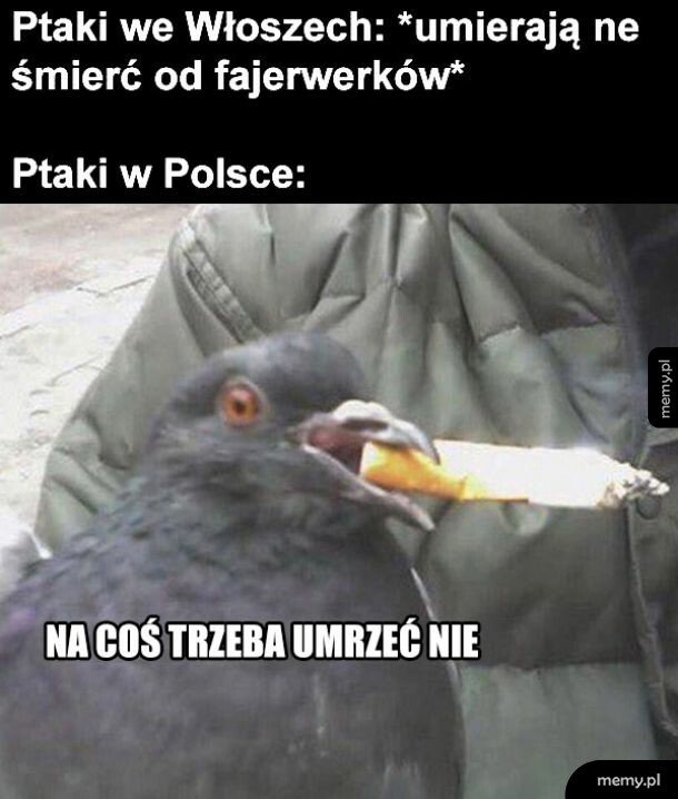 Ptaki w Polsce