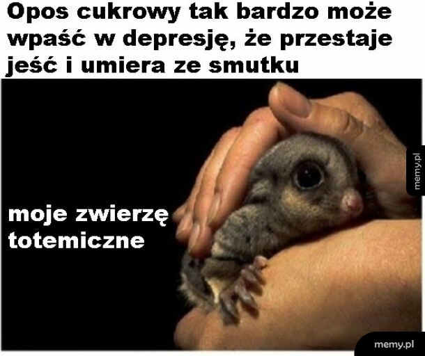 Egzotyczne zwierzątko