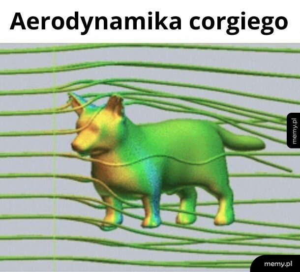 Corgi