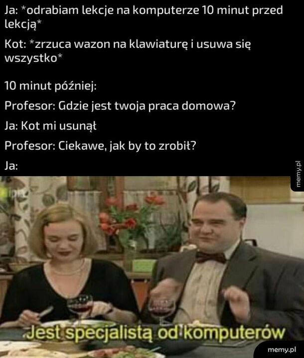 Wszystko przez kota