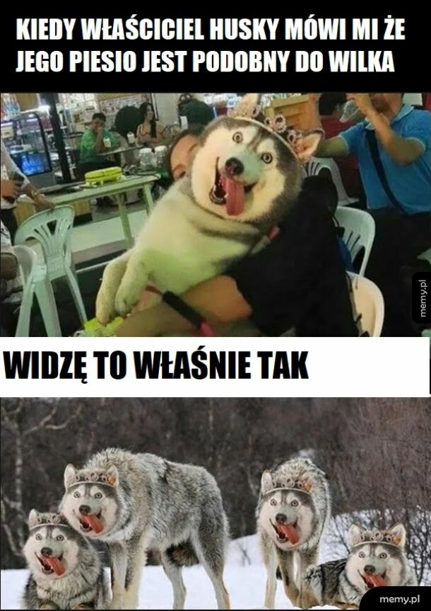 Bardzo wilczy pies