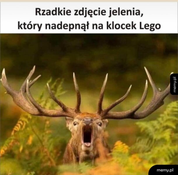 Biedny jeleń