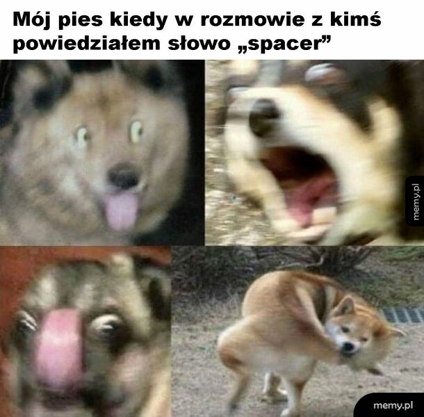 Pies i spacer