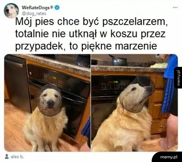 Mój piesio marzyciel