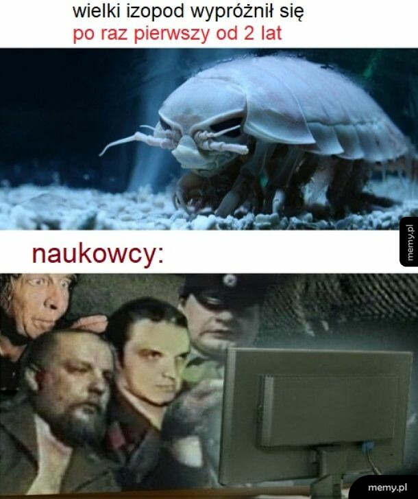 Duży robak ułożył klocka