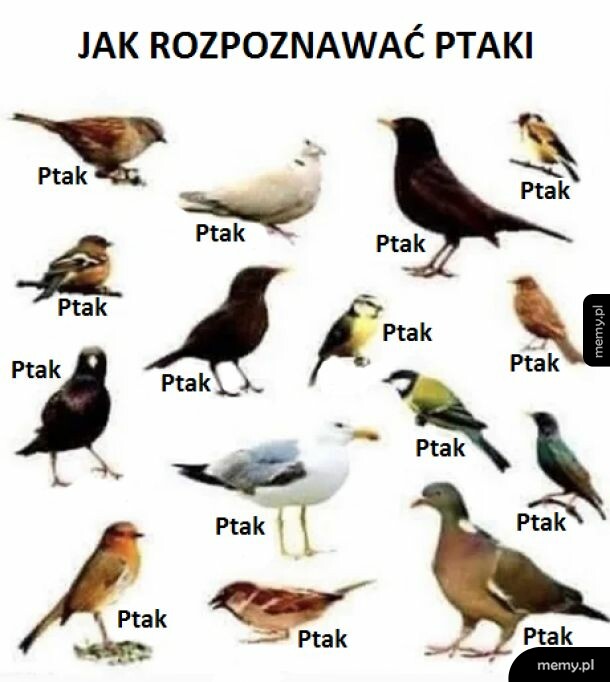 Skrócony kurs ornitologii