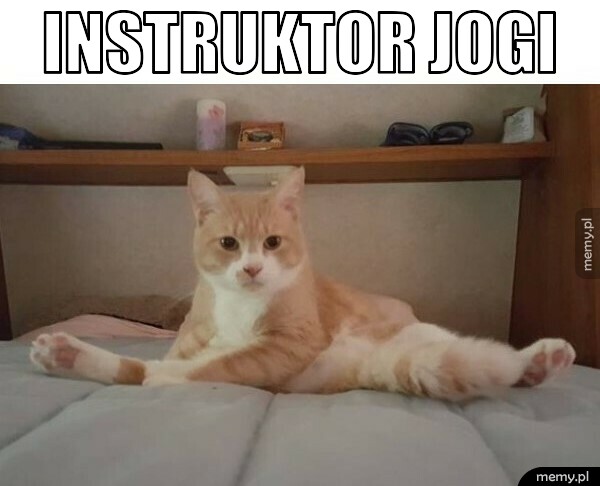 Koci jogin