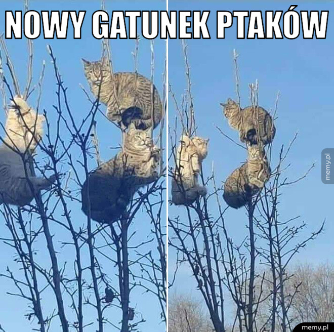 Nowy gatunek