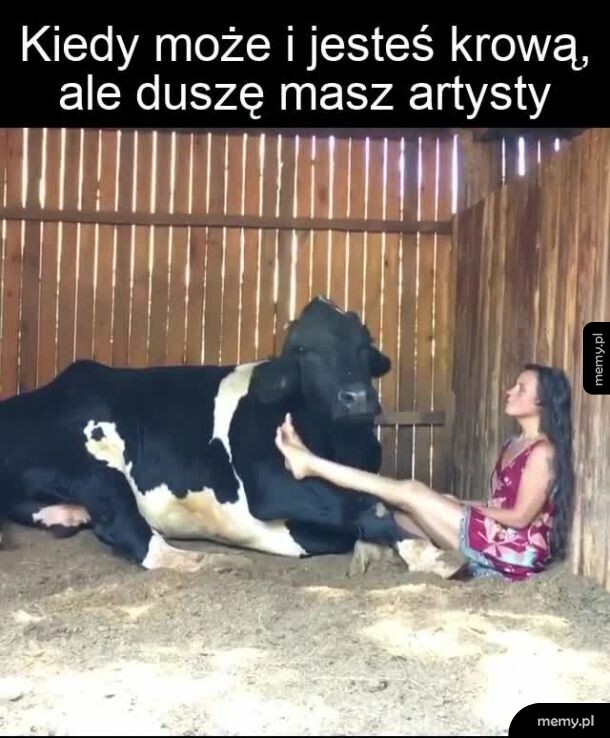 Krówka śpiewa drugim głosem