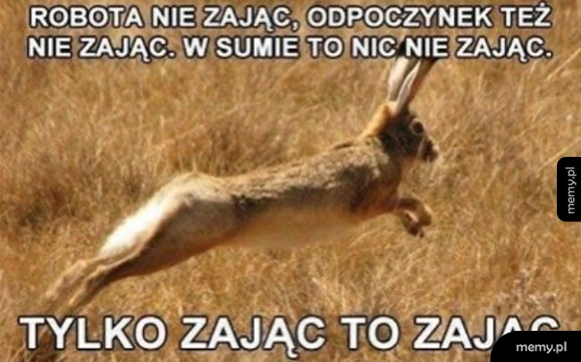 Tylko zając to zając