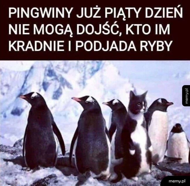 Pingwiny