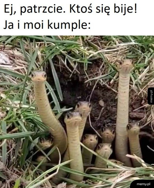 Bójka