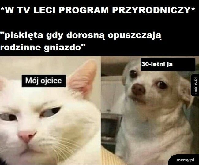Pisklęta