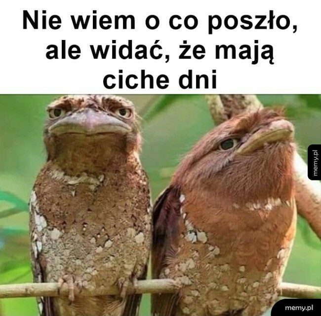 Ciche dni