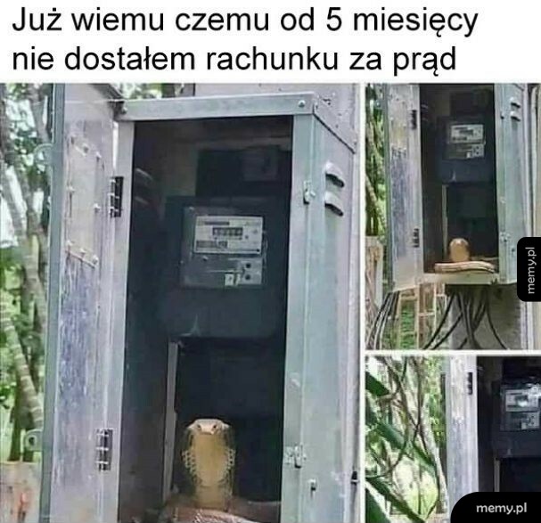 Dziękuję, panie wężu