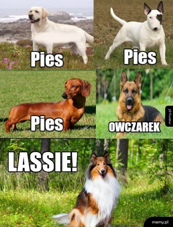 Wiedza o psach