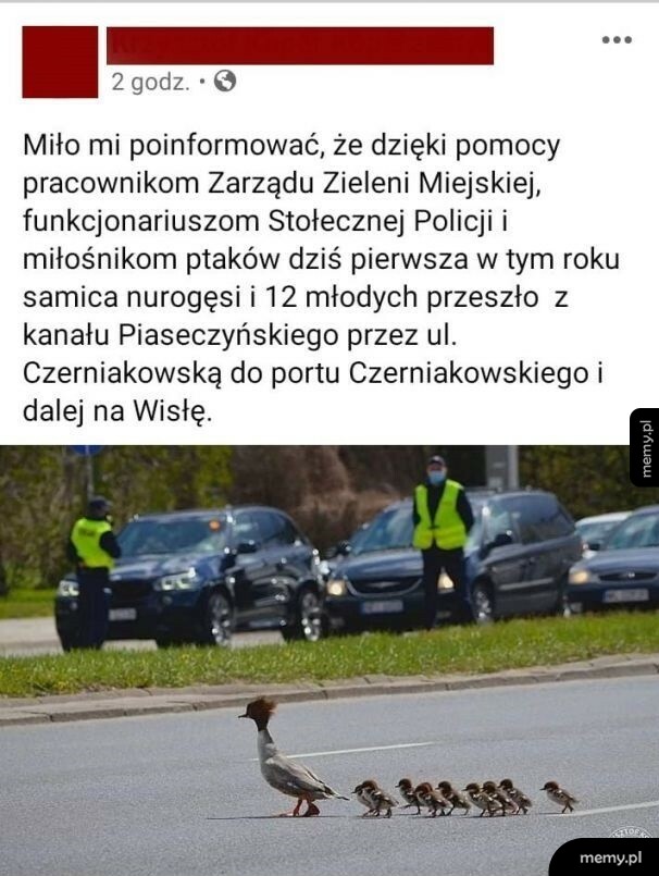 Nurogęsi