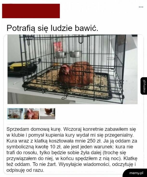 Kurak na sprzedaż
