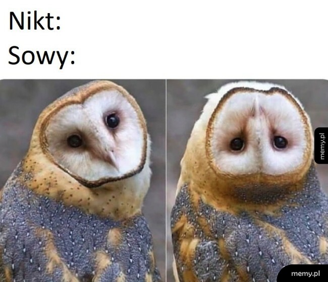 Sowy