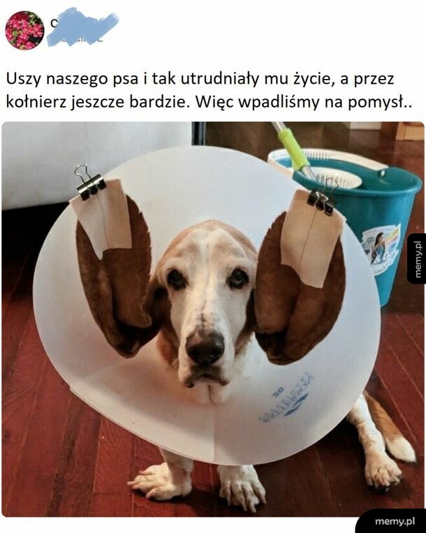 Uszy