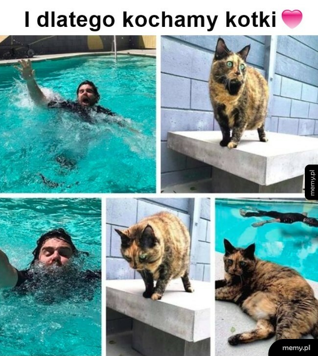 Bohaterski kitku :D