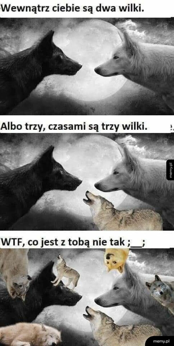 Wilki