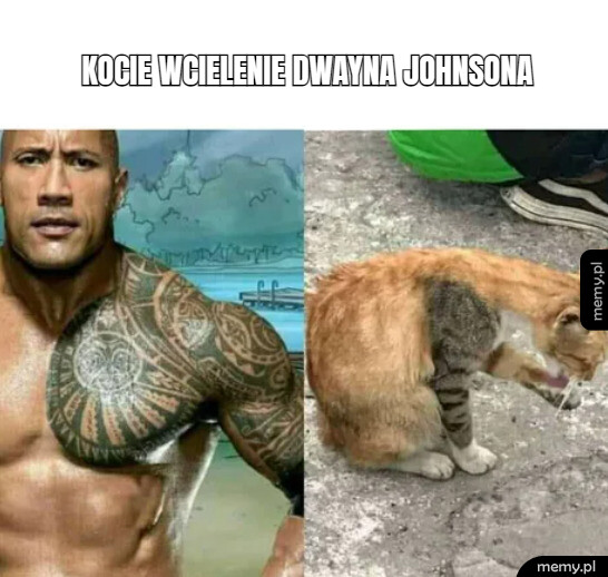 Koteł Dwayne Johnson
