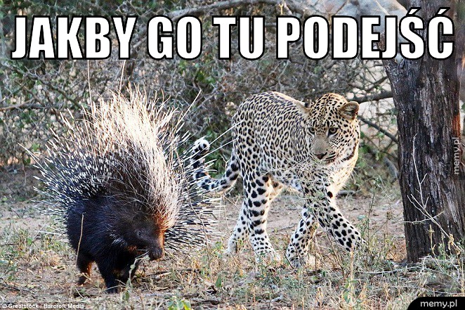 Jakby go tu podejść.