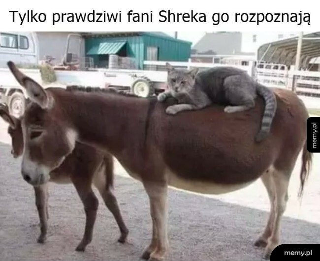 Znajomy widok