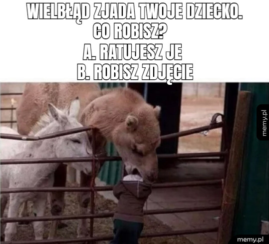 Poproszę odpowiedź b