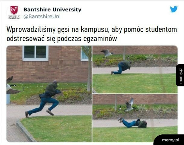 Gęsi na odstresowanie