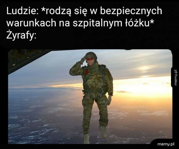 Żyrafy