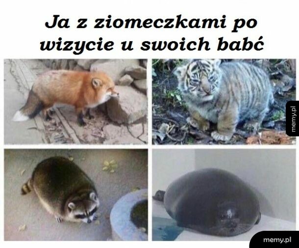 Obiad