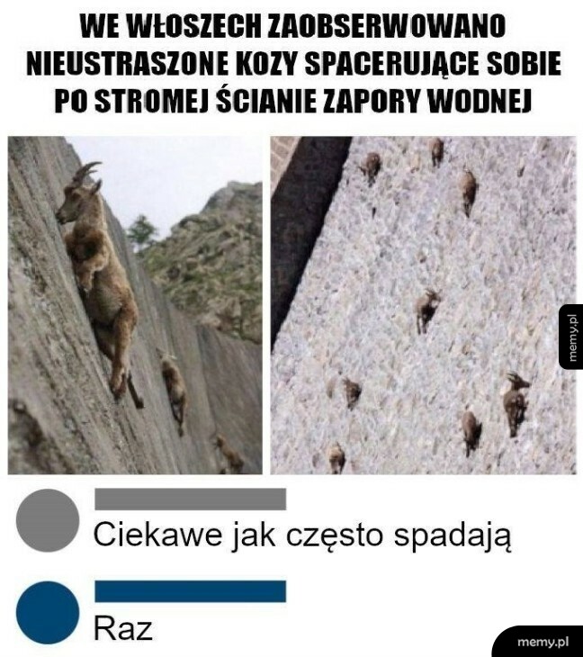 Nieustraszone kozy
