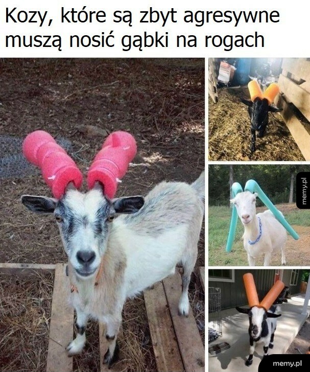 Agresywne kozy