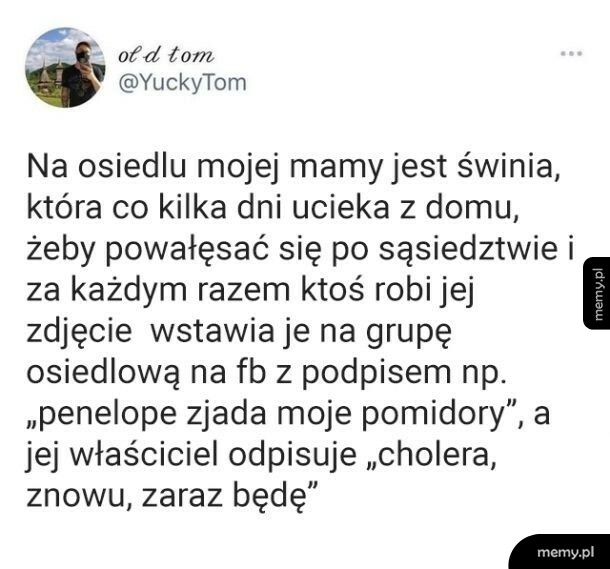Świnka uciekinierka