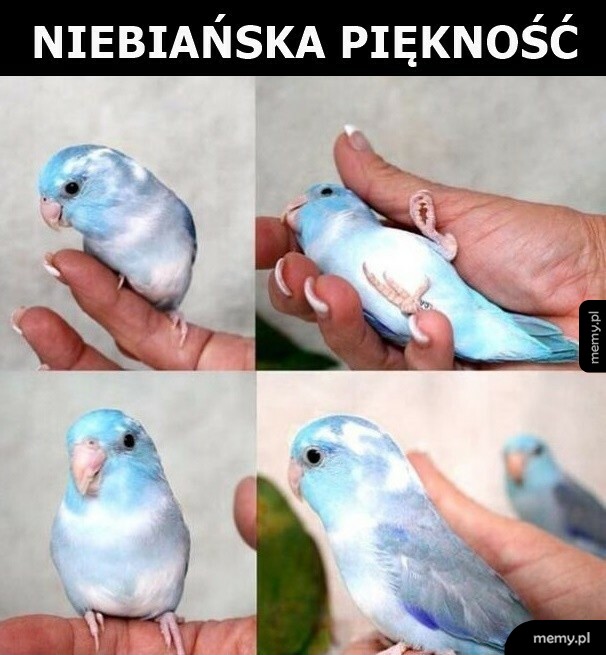 Niebiańska piękność