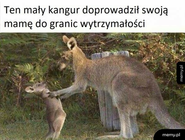 Na to wygląda