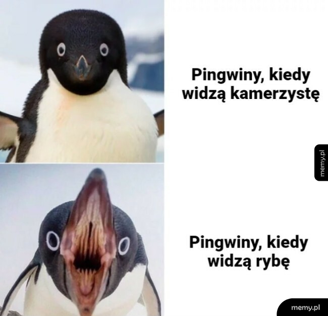 Pingwiny
