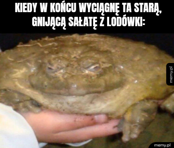 Sałata po miesiącu w lodówce