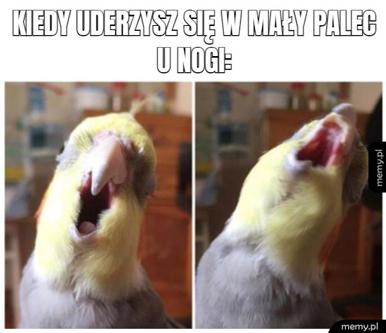 Auuuuuuuuuuuua