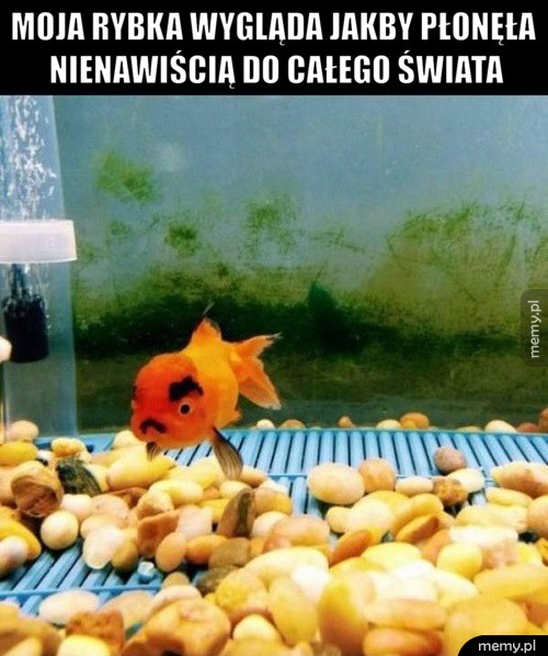 Rybka