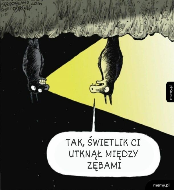 Nietoperze