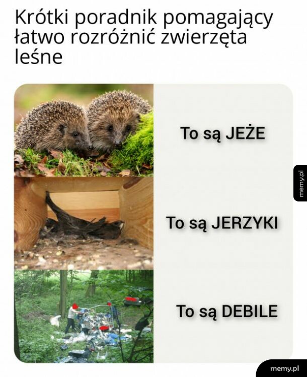 Zwierzęta leśne