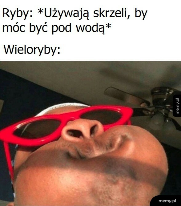 Wieloryby